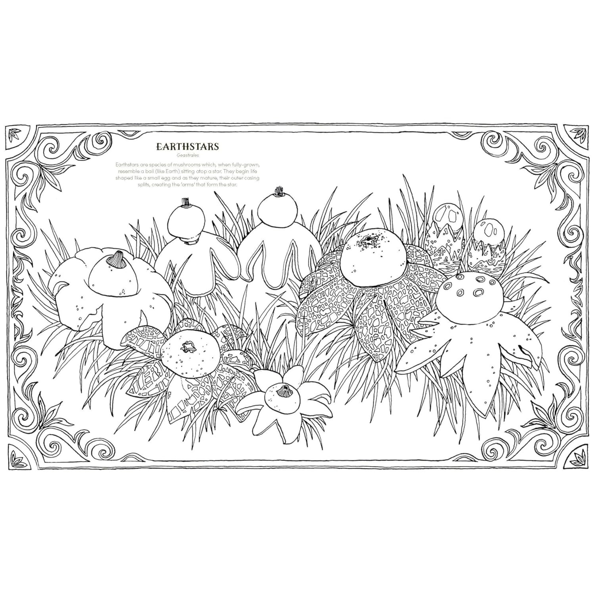 Into the Fungarium Colouring Book