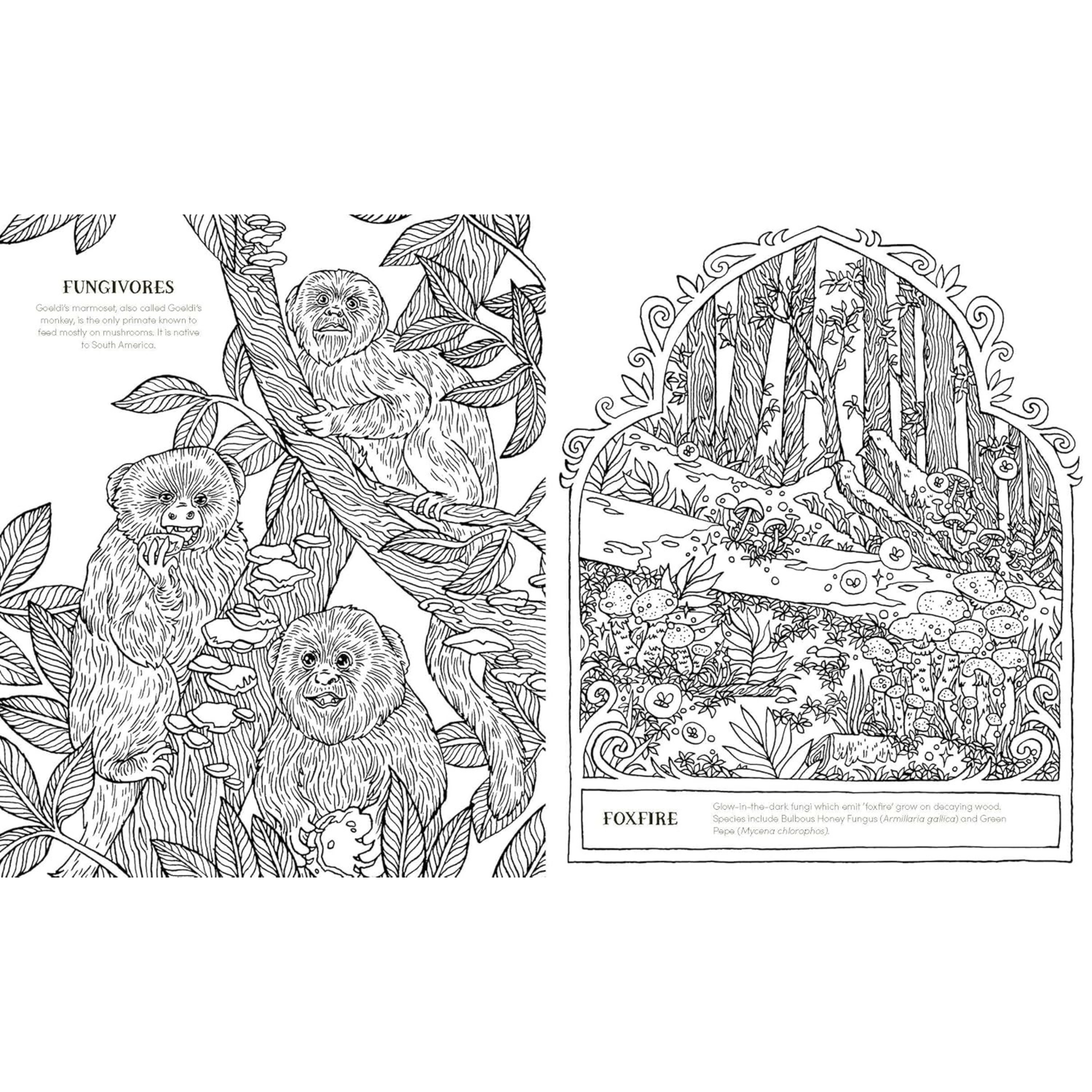 Into the Fungarium Colouring Book
