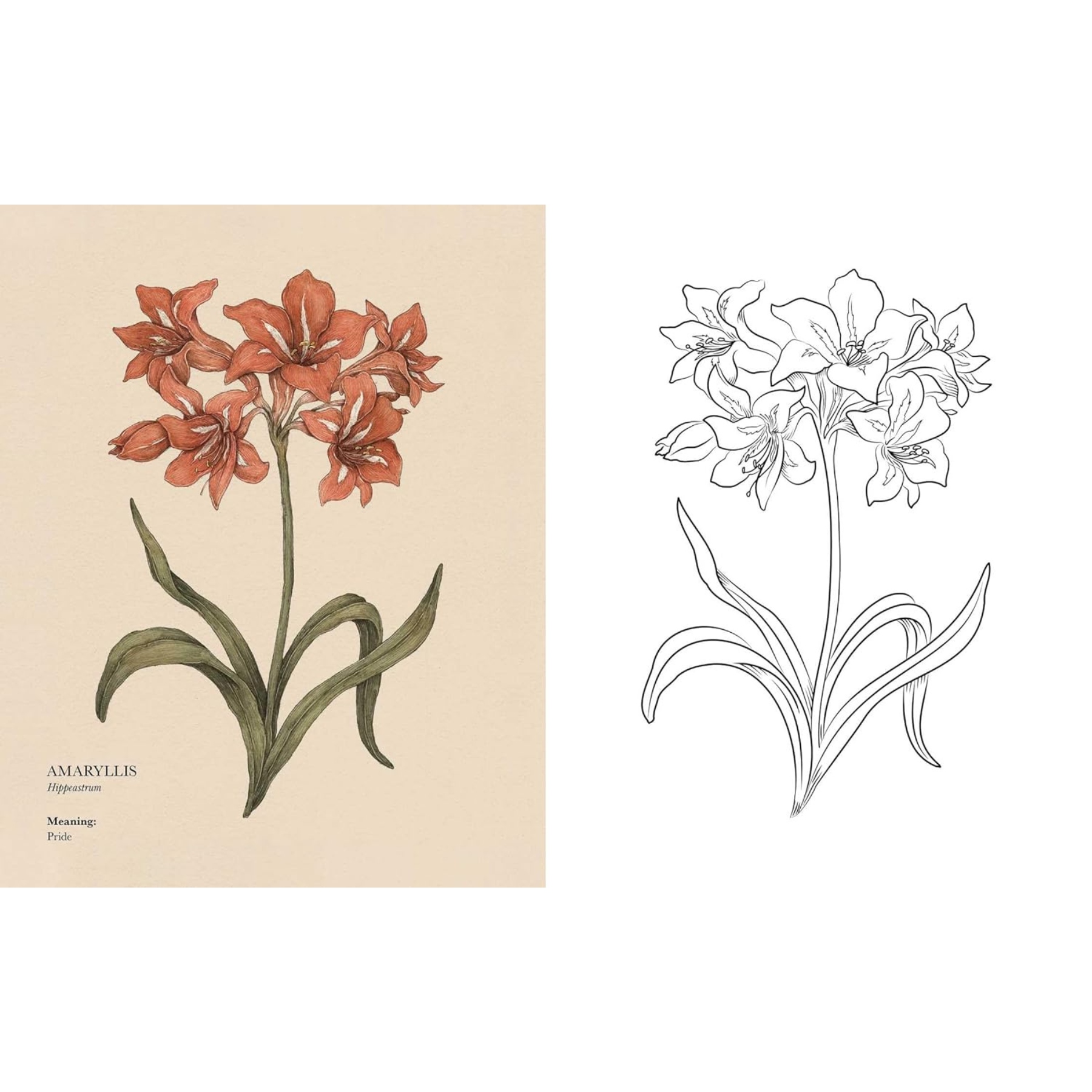 Floriography Coloring Book