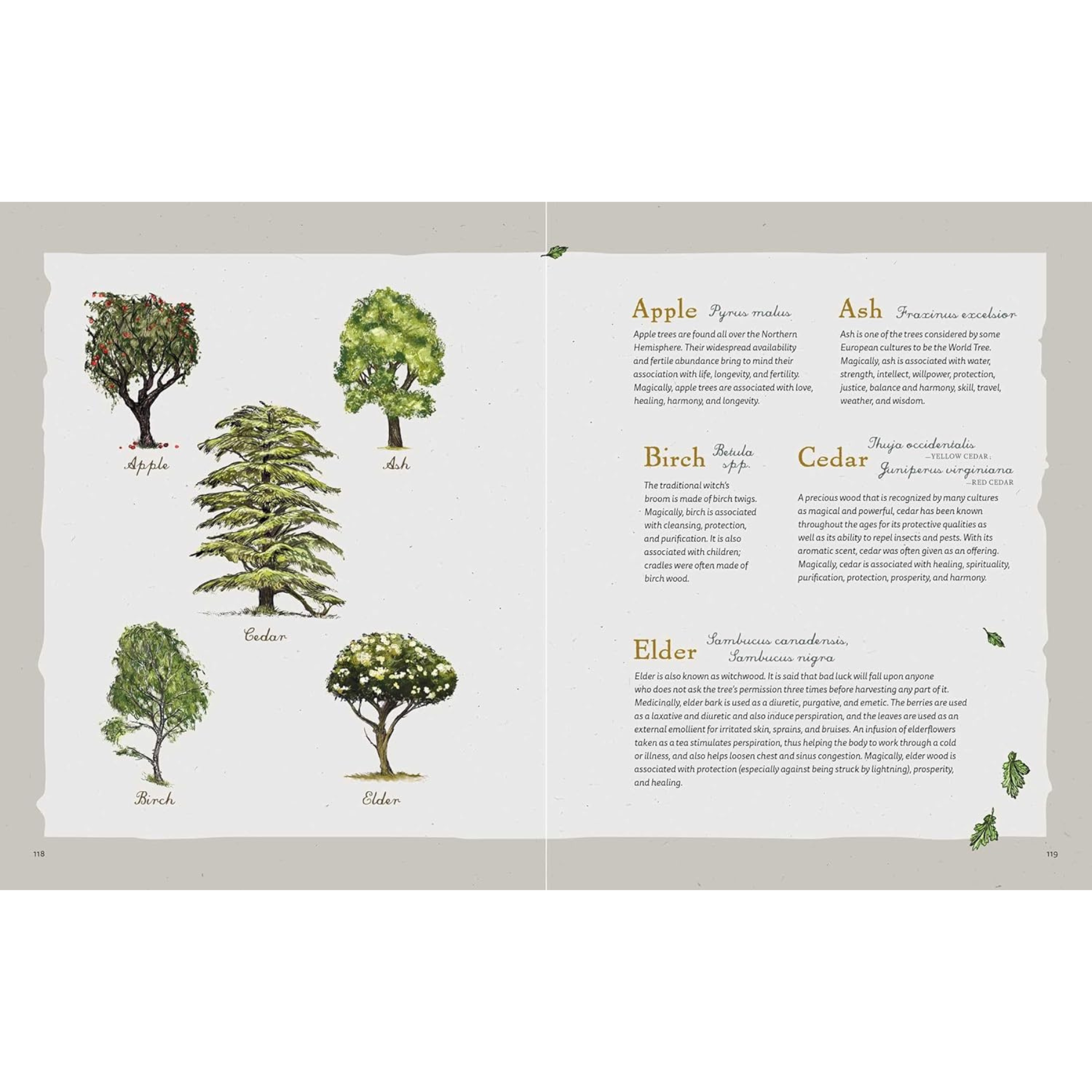 The Green Witch Illustrated Edition
