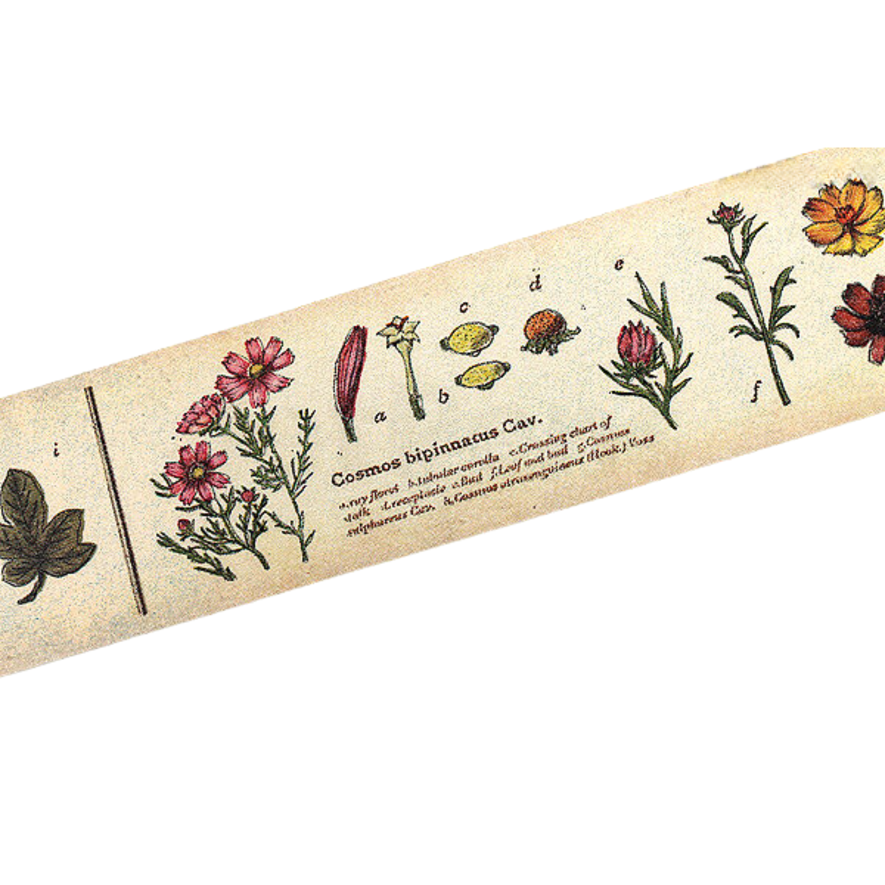 Fablegrove Washi Tape