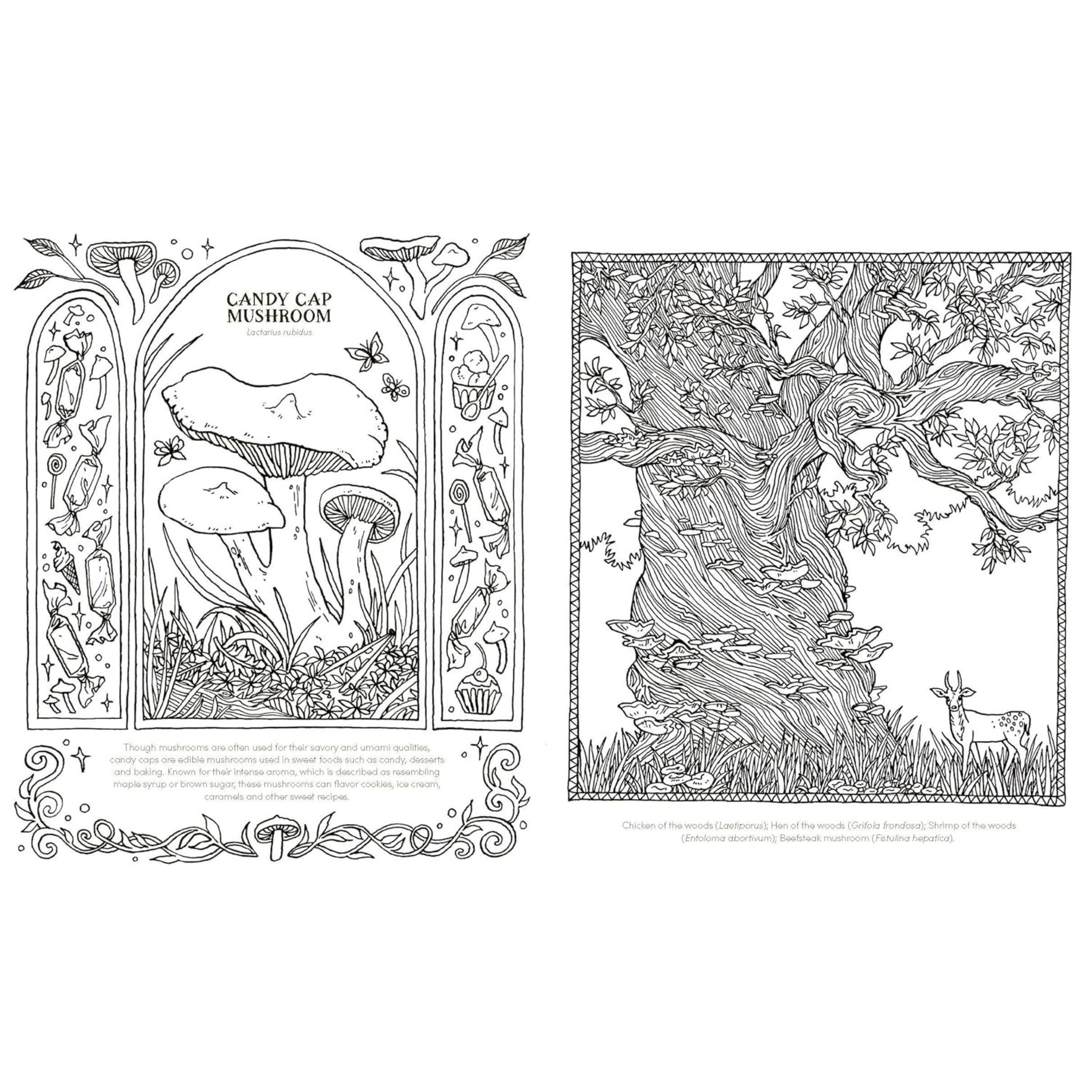 Into the Fungarium Colouring Book