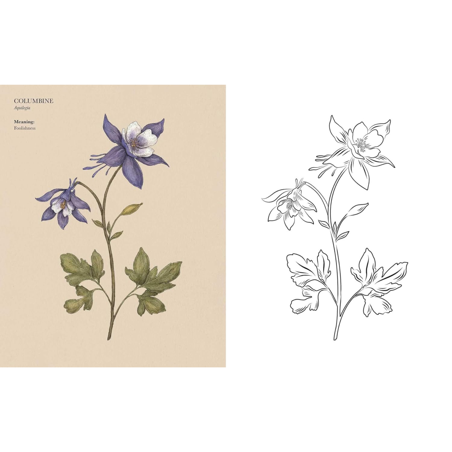 Floriography Coloring Book