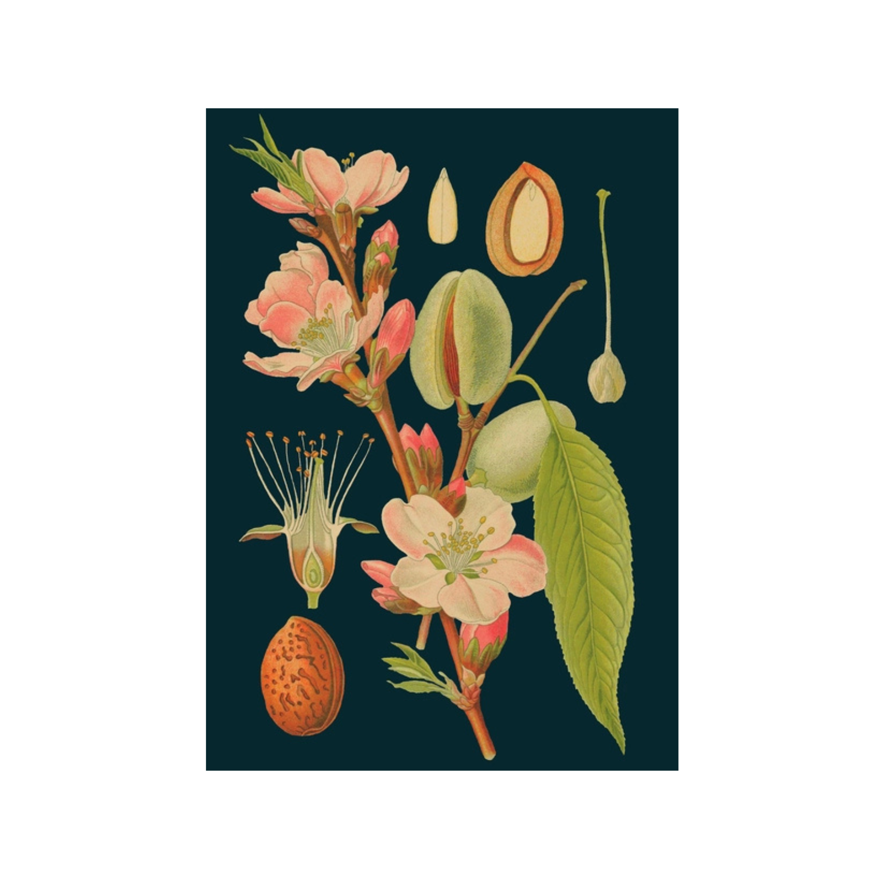 Botanical Almond Plant Greeting Card