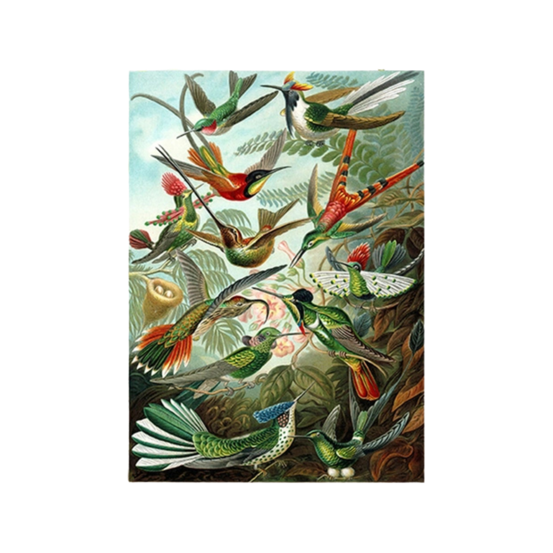 Botanical Birds Greeting Card
