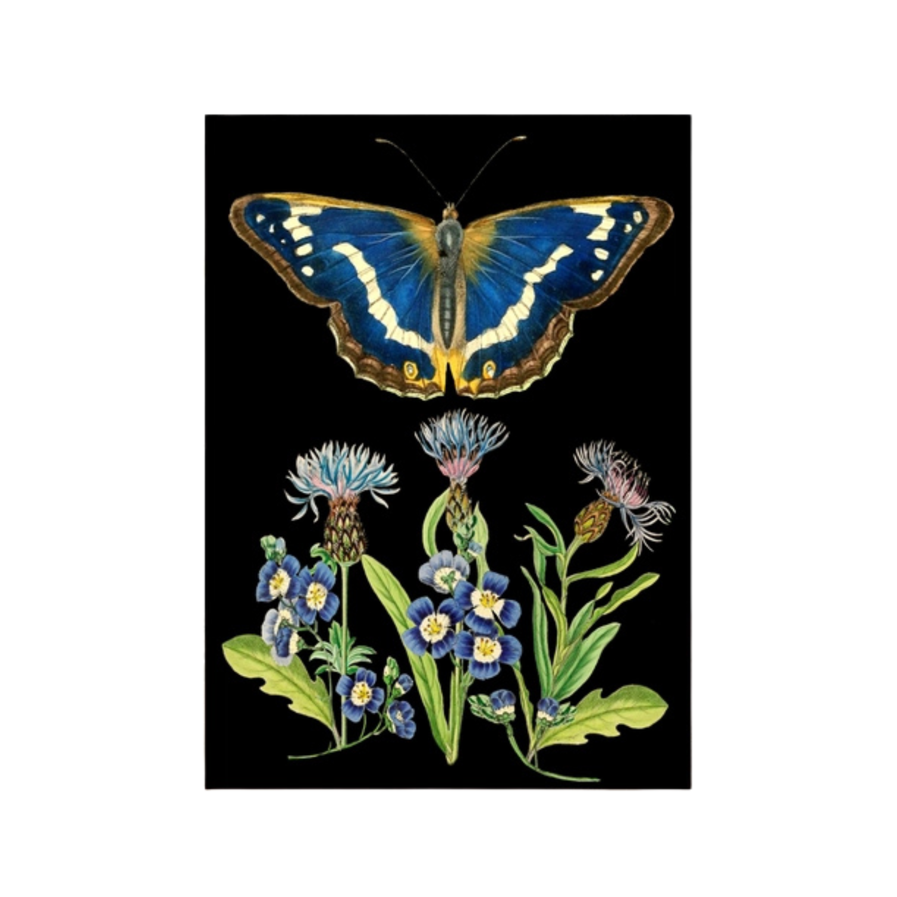 Blue Butterfly Greeting Card