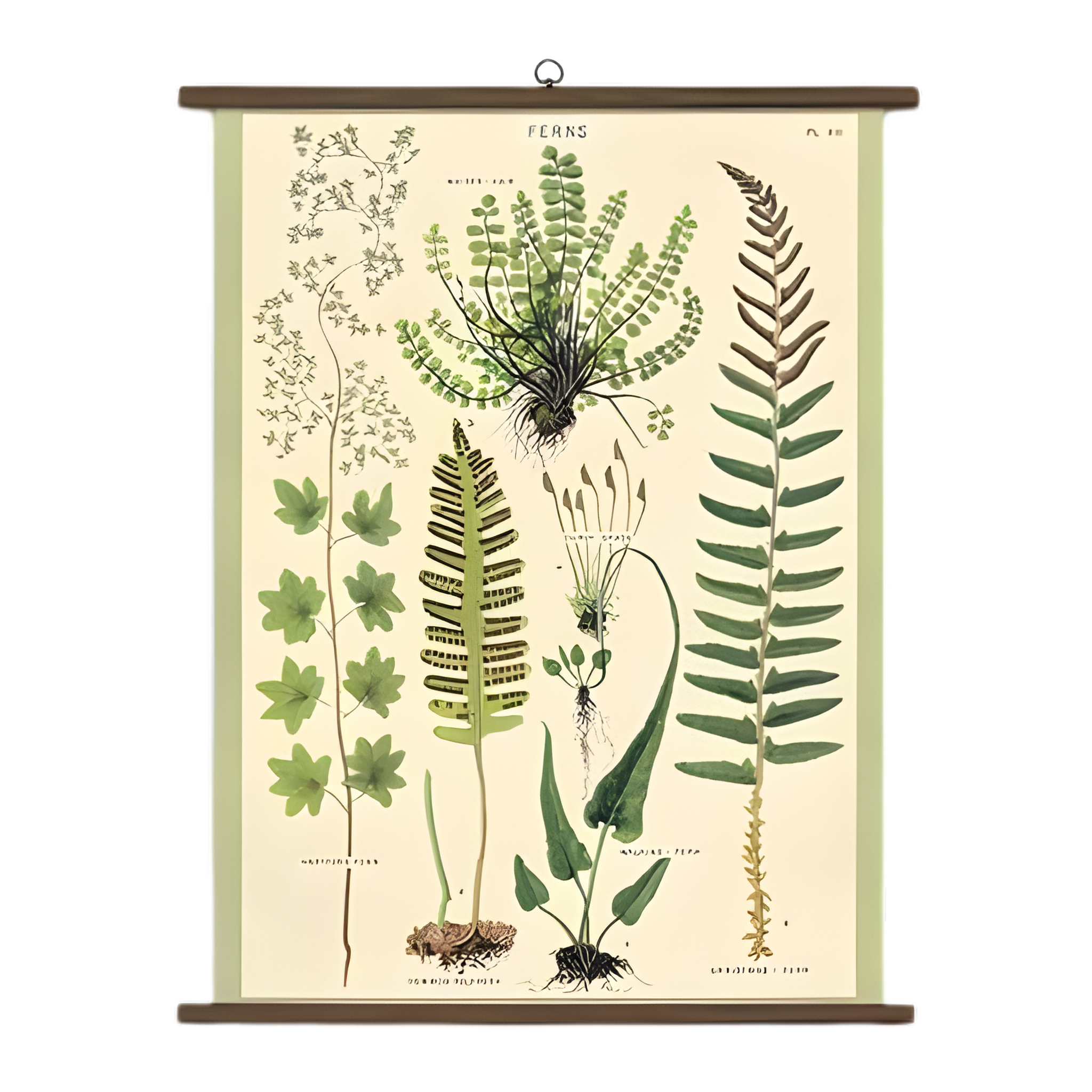 Ferns Vintage School Chart