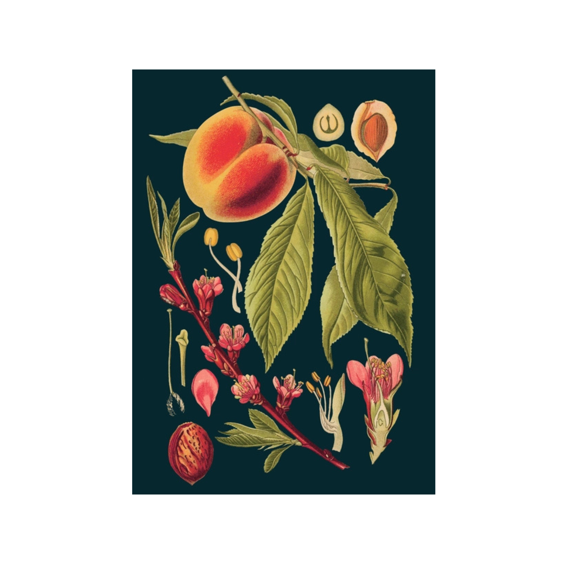 Peach Plant Greeting Card