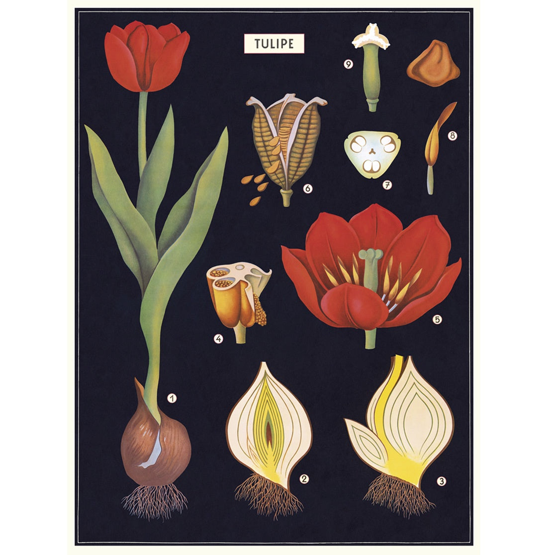 Tulip Vintage Print
