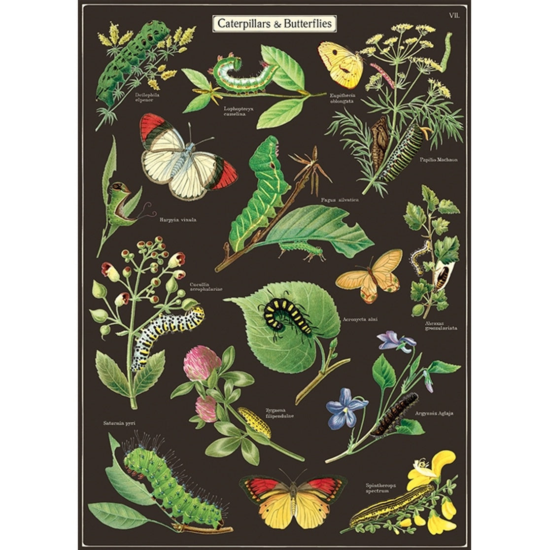 Caterpillars & Butterflies Vintage Print