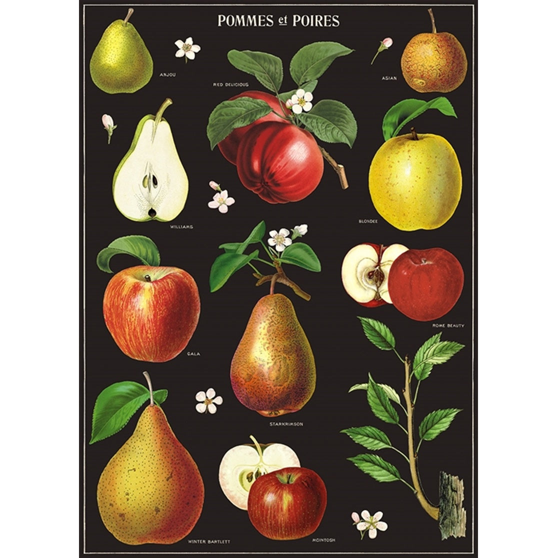 Apples & Pears Vintage Print