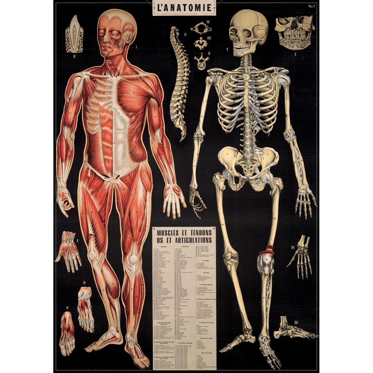 L'Anatomie Vintage Print
