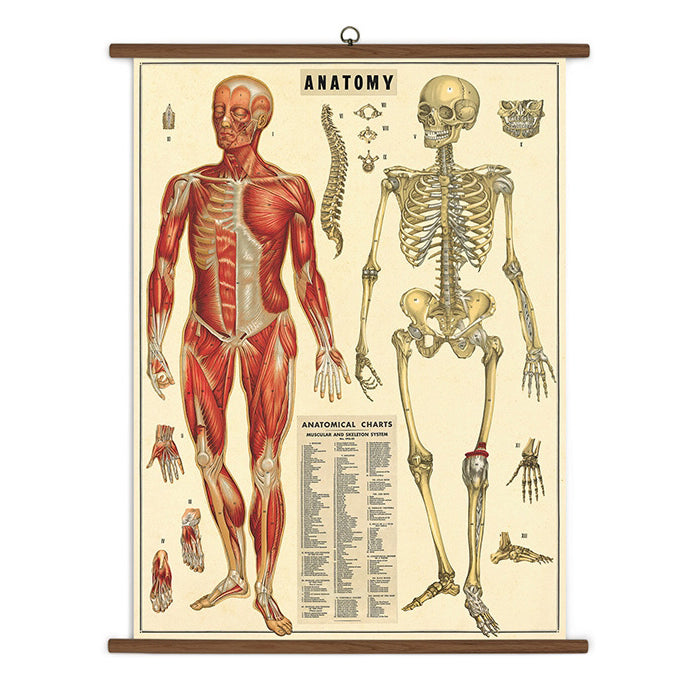 Anatomy Vintage School Chart