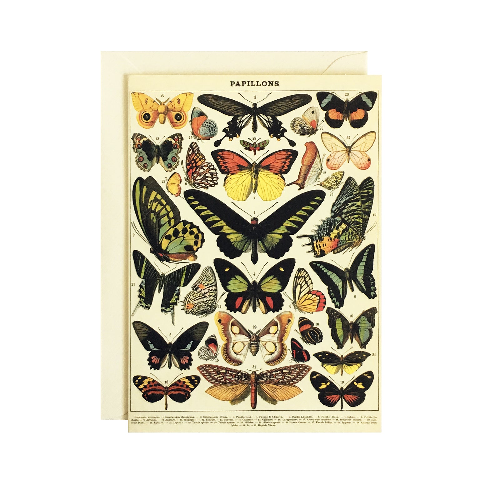 Butterflies Card