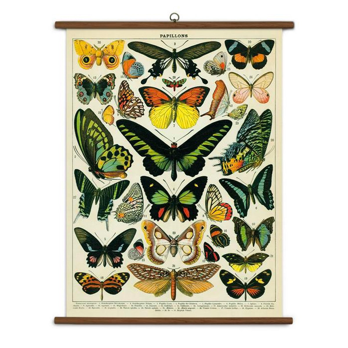 Butterflies Vintage School Chart