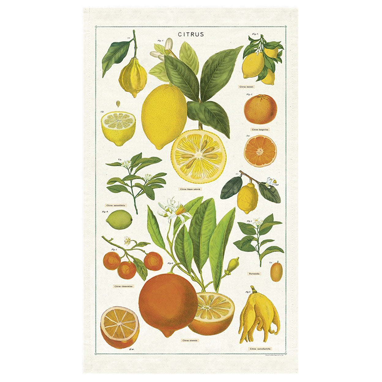 Citrus Tea Towel