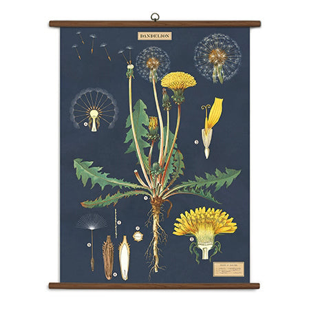 Dandelion Vintage School Chart