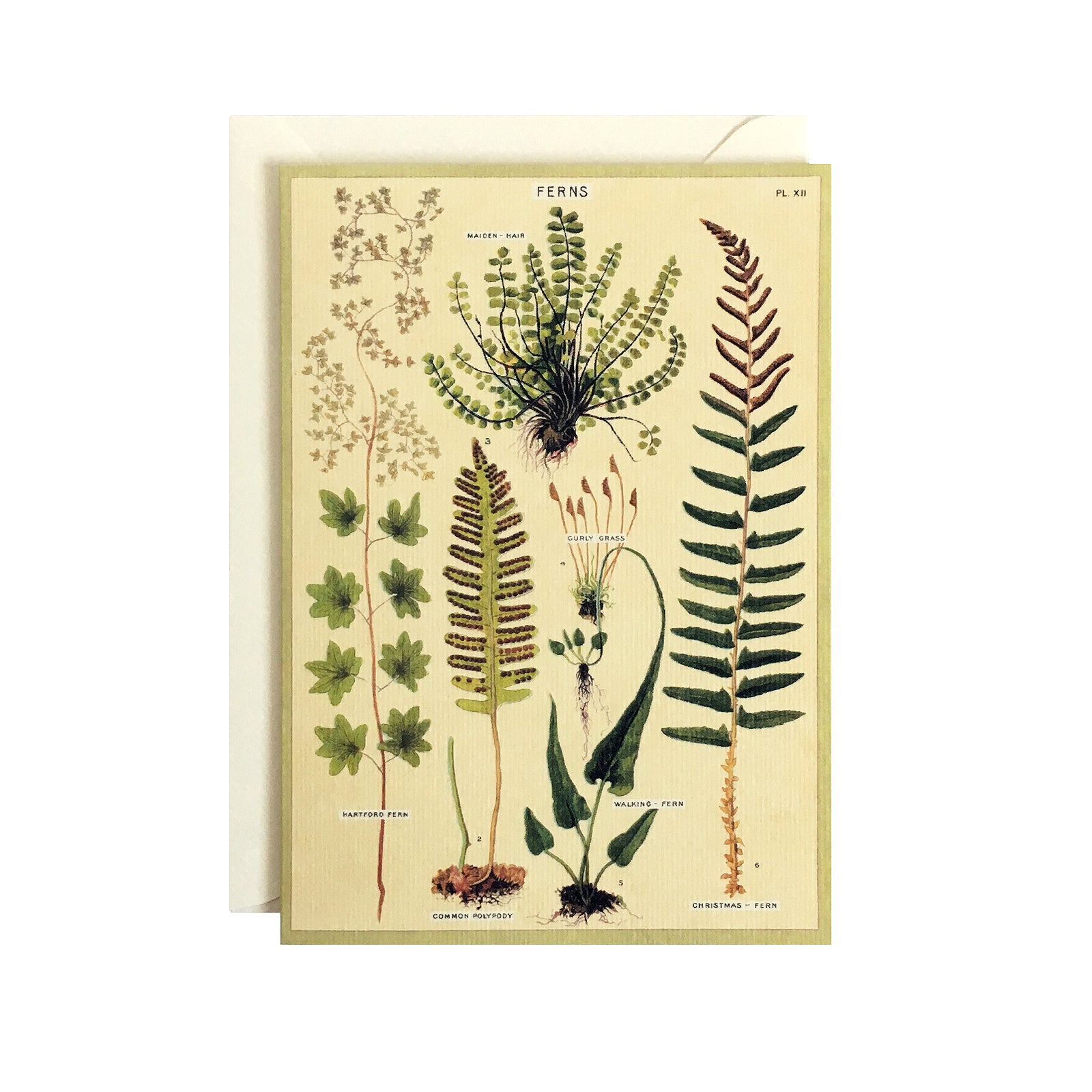 Ferns Card