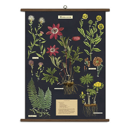 Herbarium Vintage School Chart