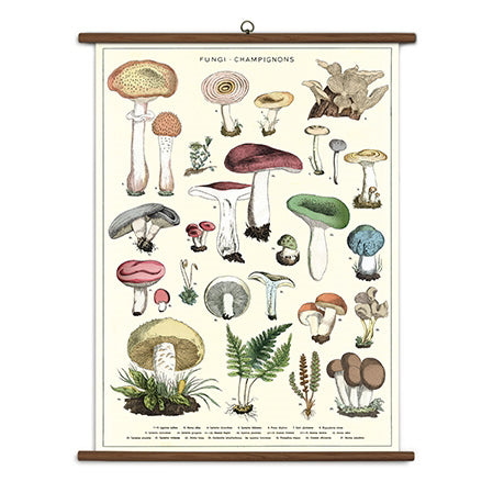 Mushrooms Vintage School Chart