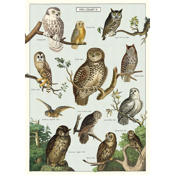 Owl Chart Vintage Print