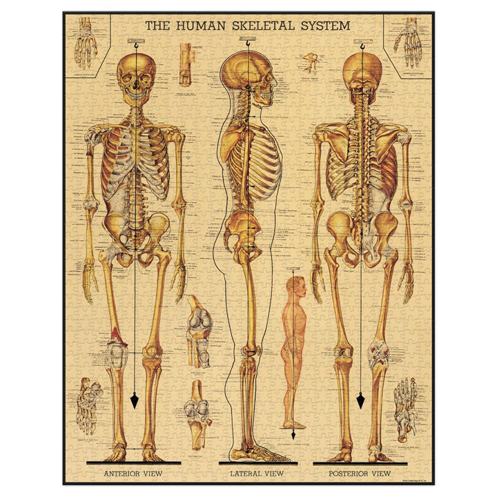 Skeletal System Puzzle