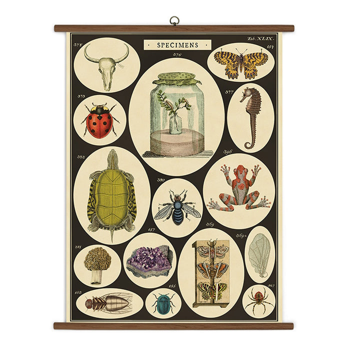 Specimens Vintage School Chart