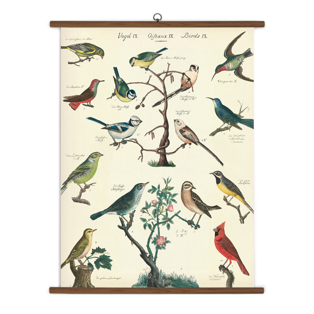 Birds Vintage School Chart