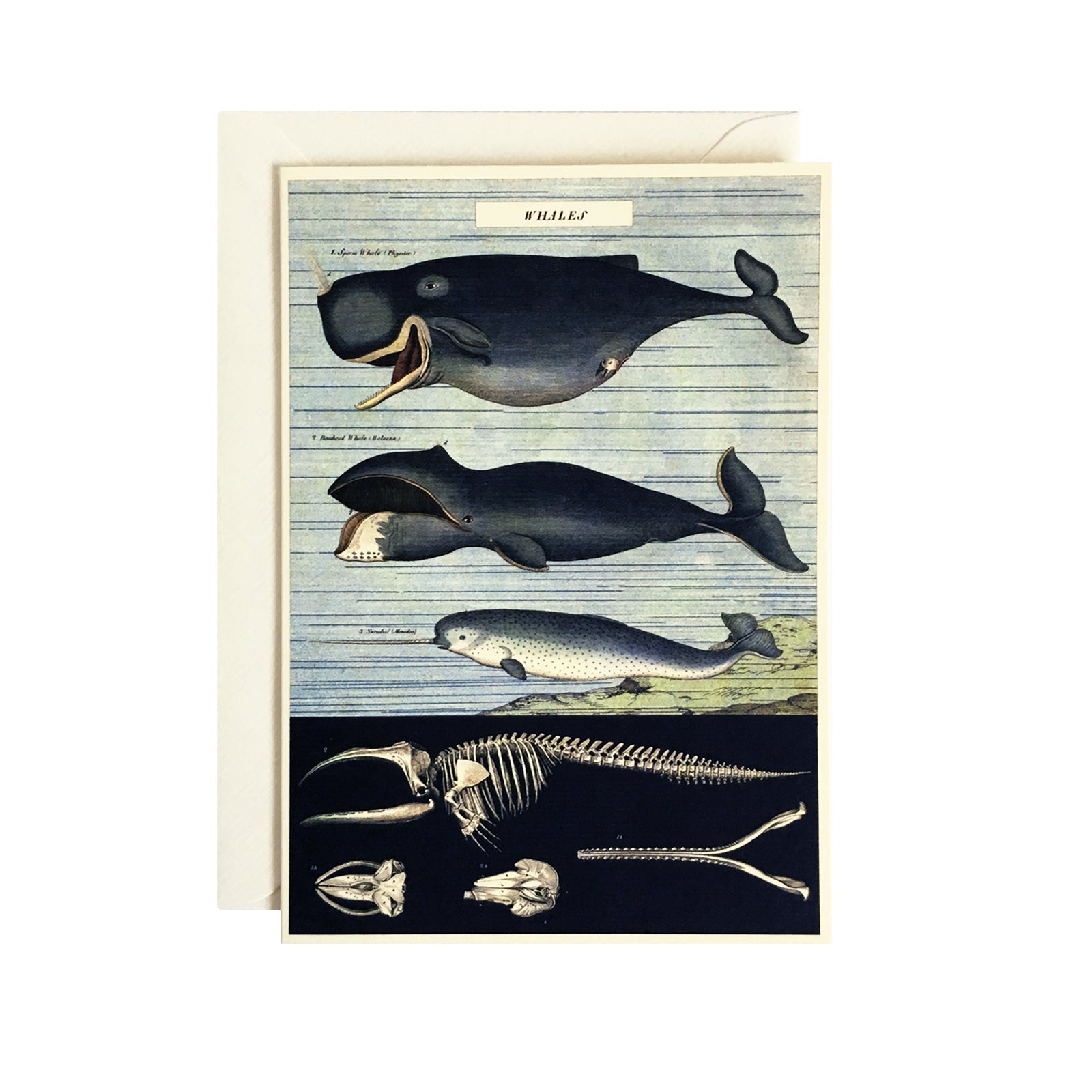 Whale Chart Card