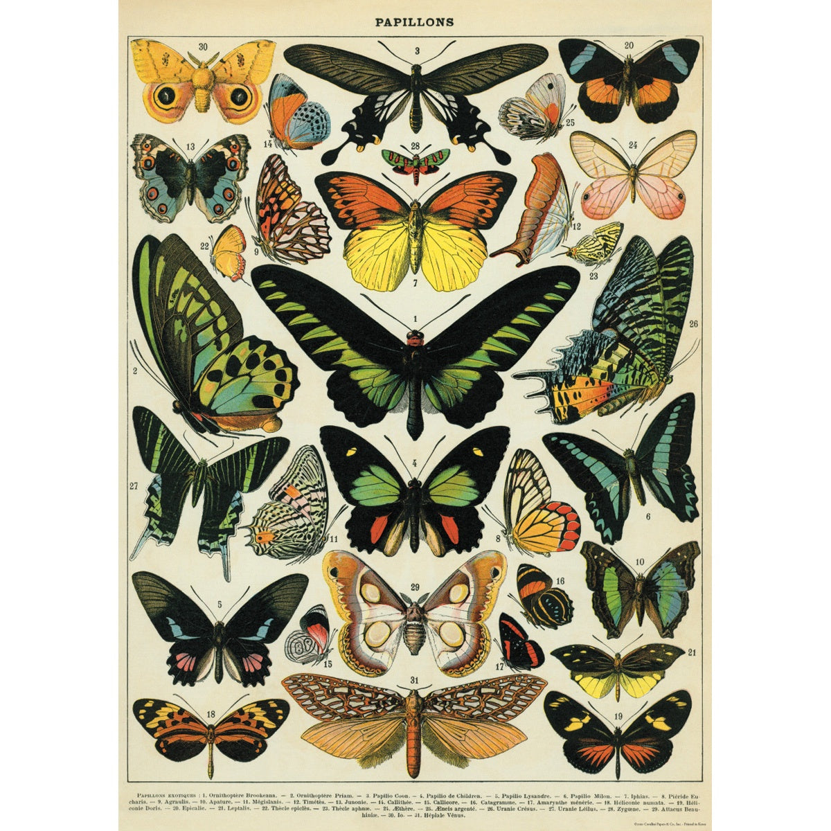 Butterflies Vintage Print