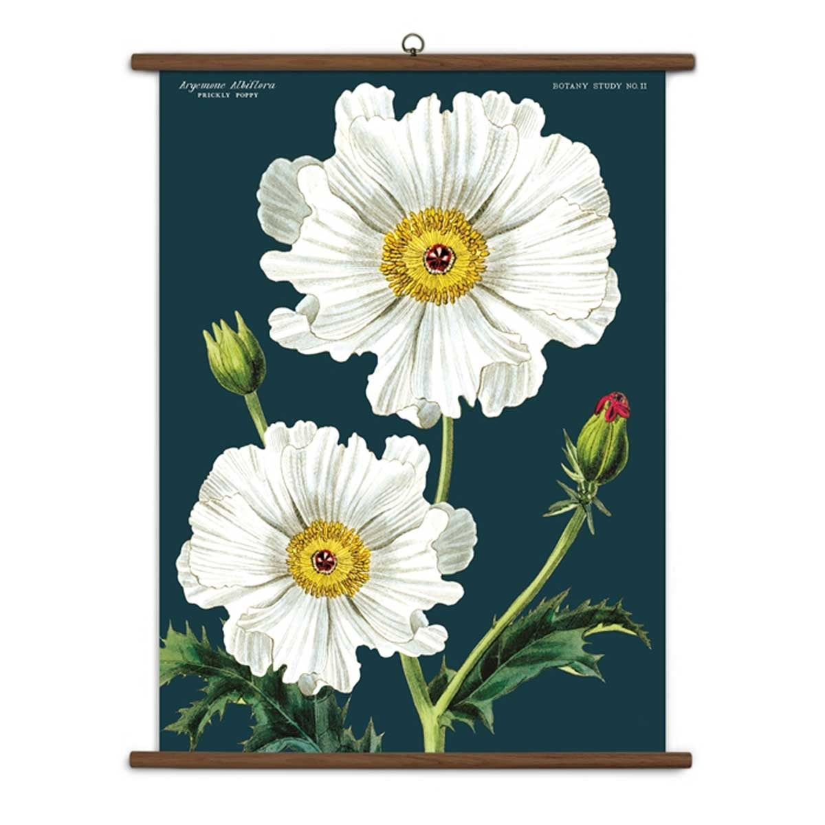Botany Study II Vintage School Chart