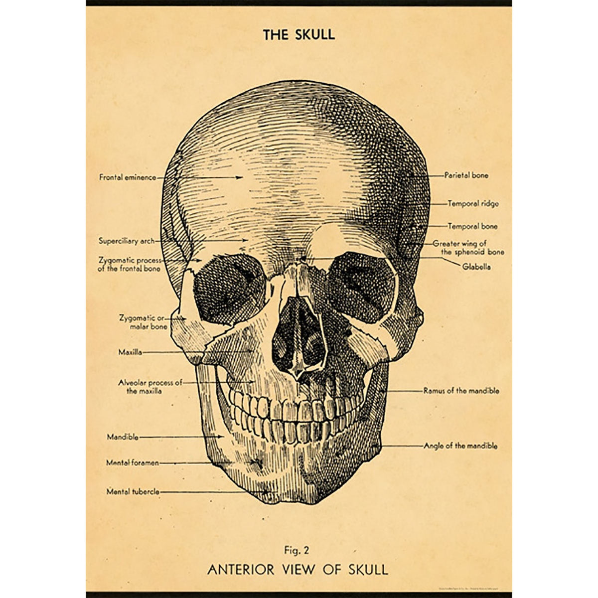 The Skull Vintage Print