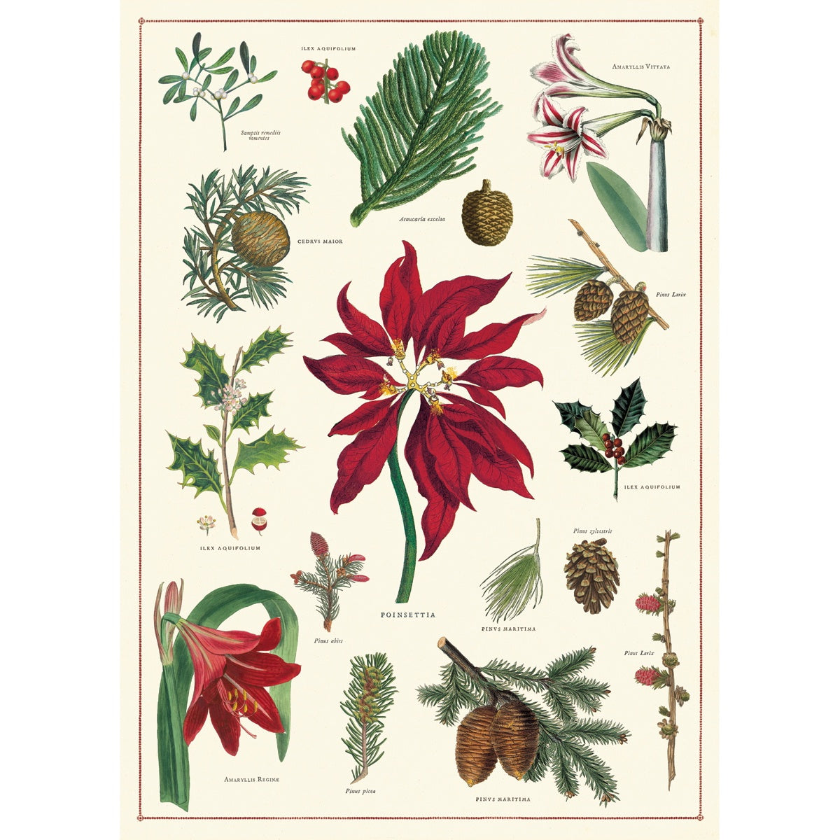 Christmas Botanical Vintage Print