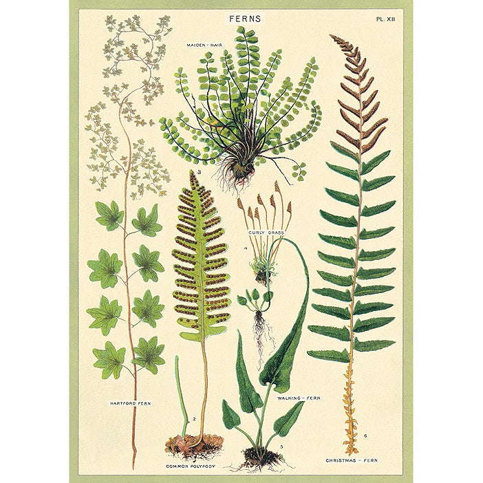 Ferns Vintage Print